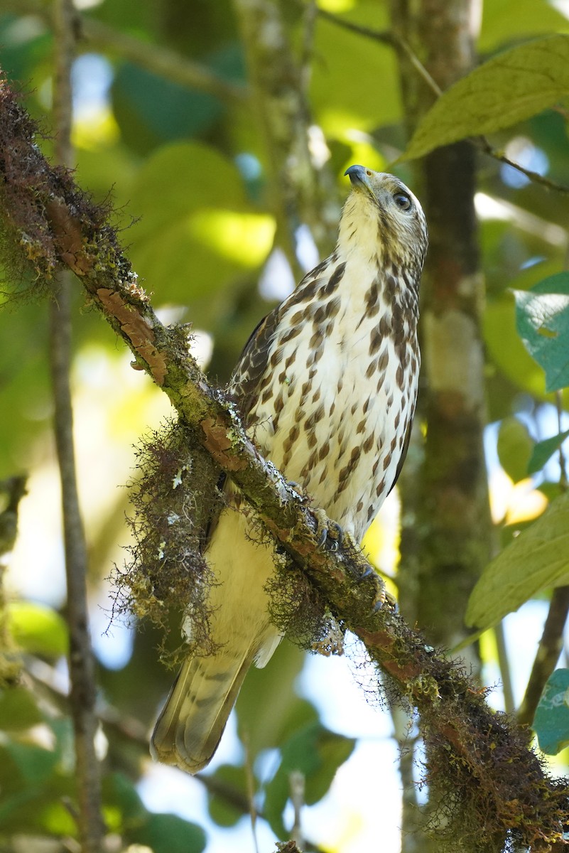 Broad-winged Hawk - ML647473395