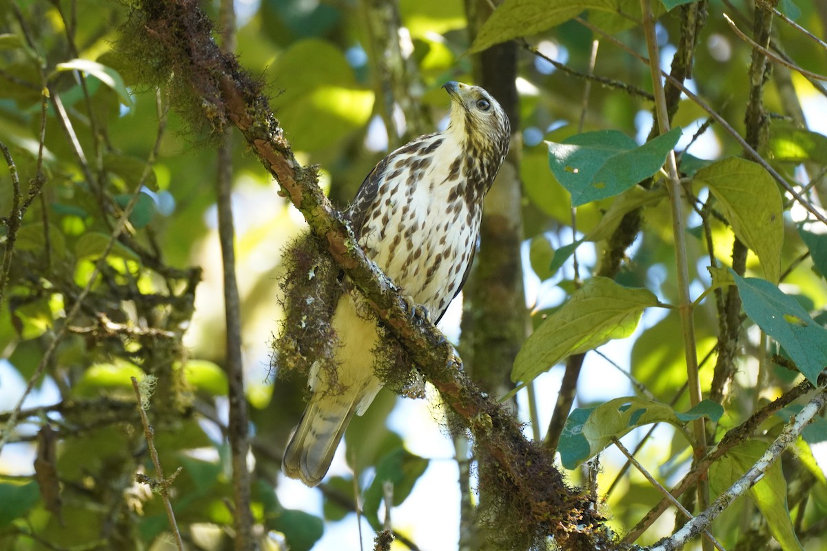Broad-winged Hawk - ML647473397