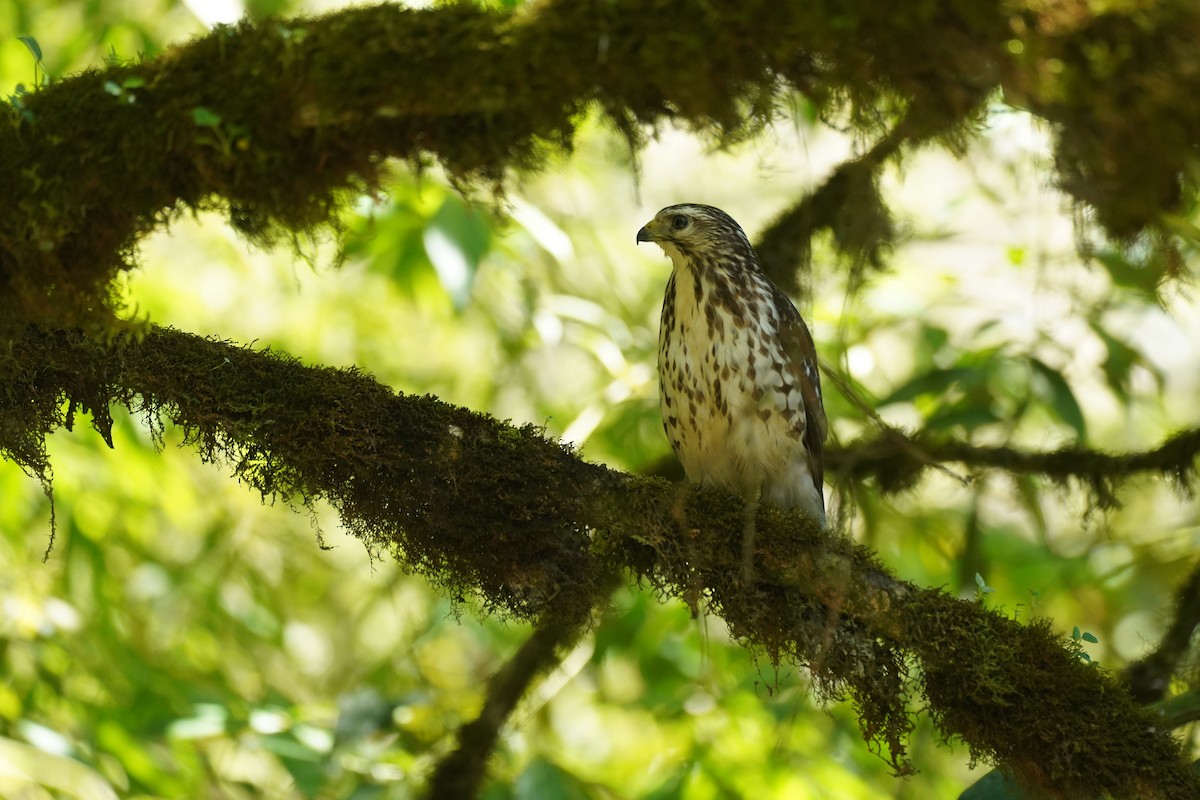 Broad-winged Hawk - ML647473399