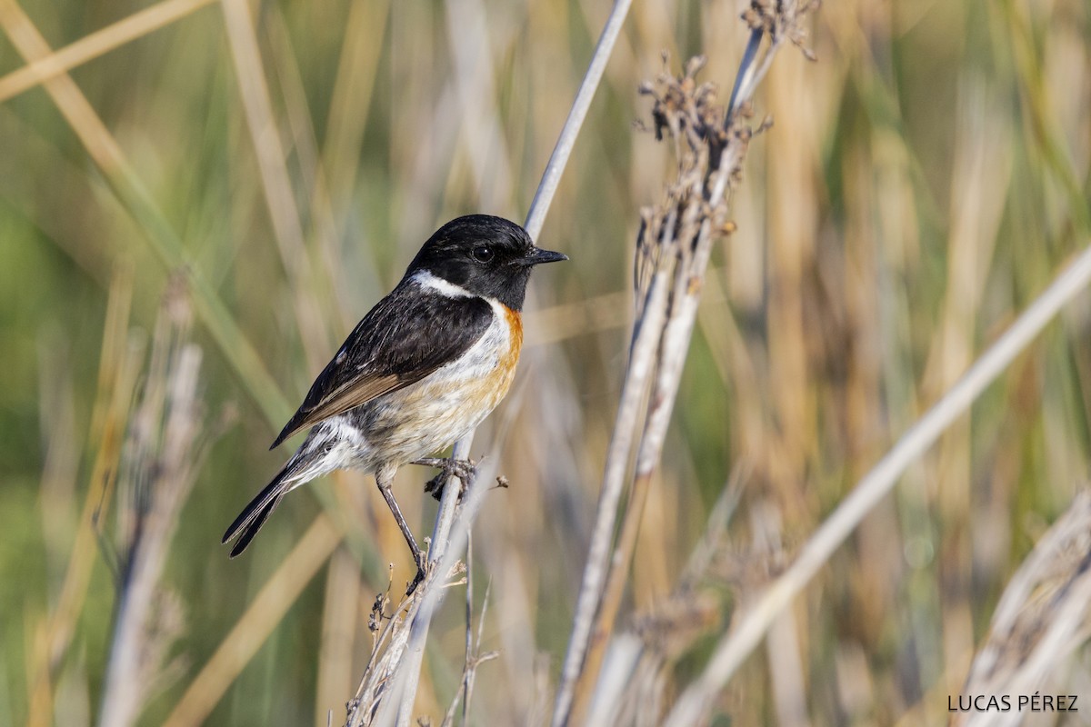 European Stonechat - ML647473405