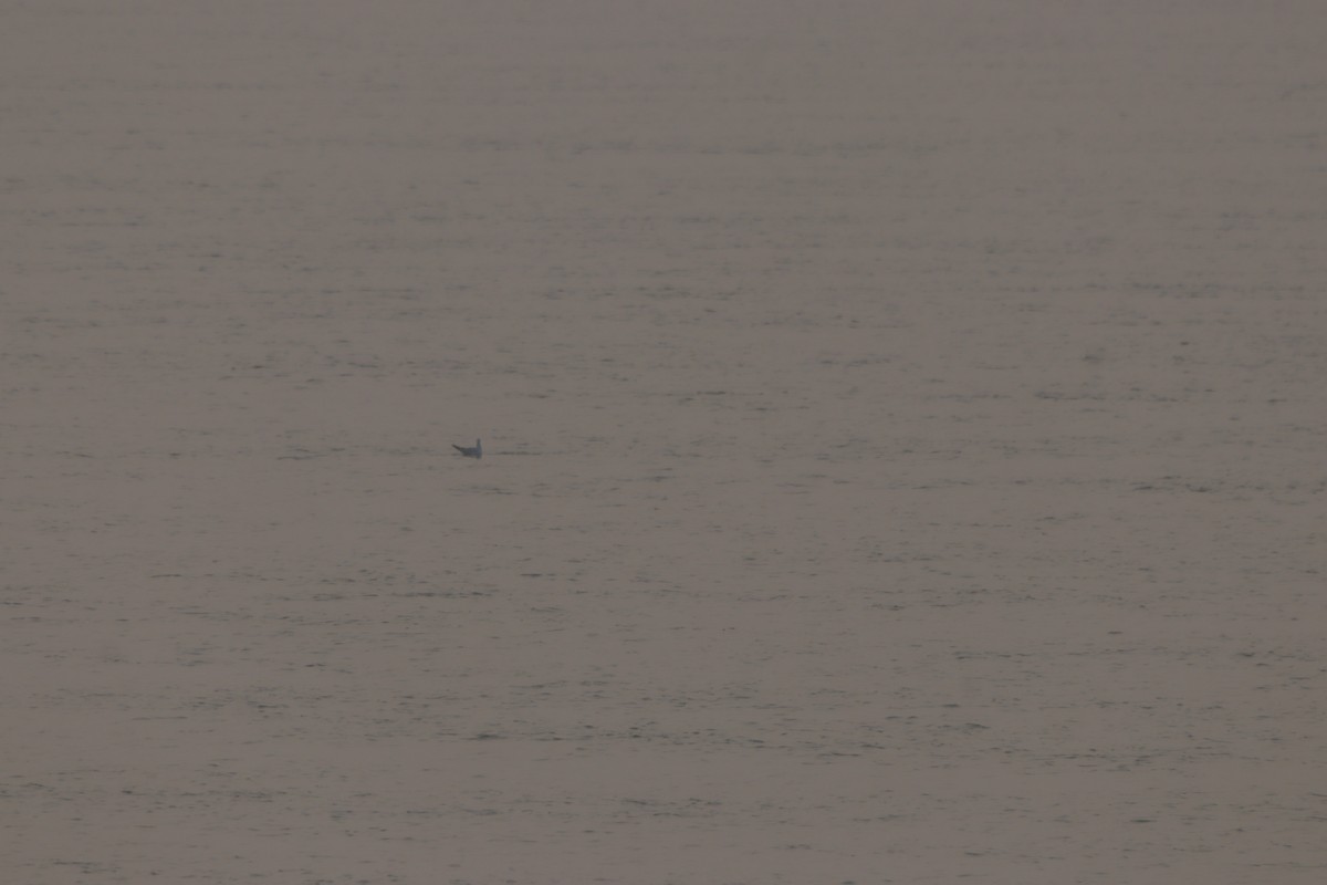 Gaviota Centroasiática - ML647473406