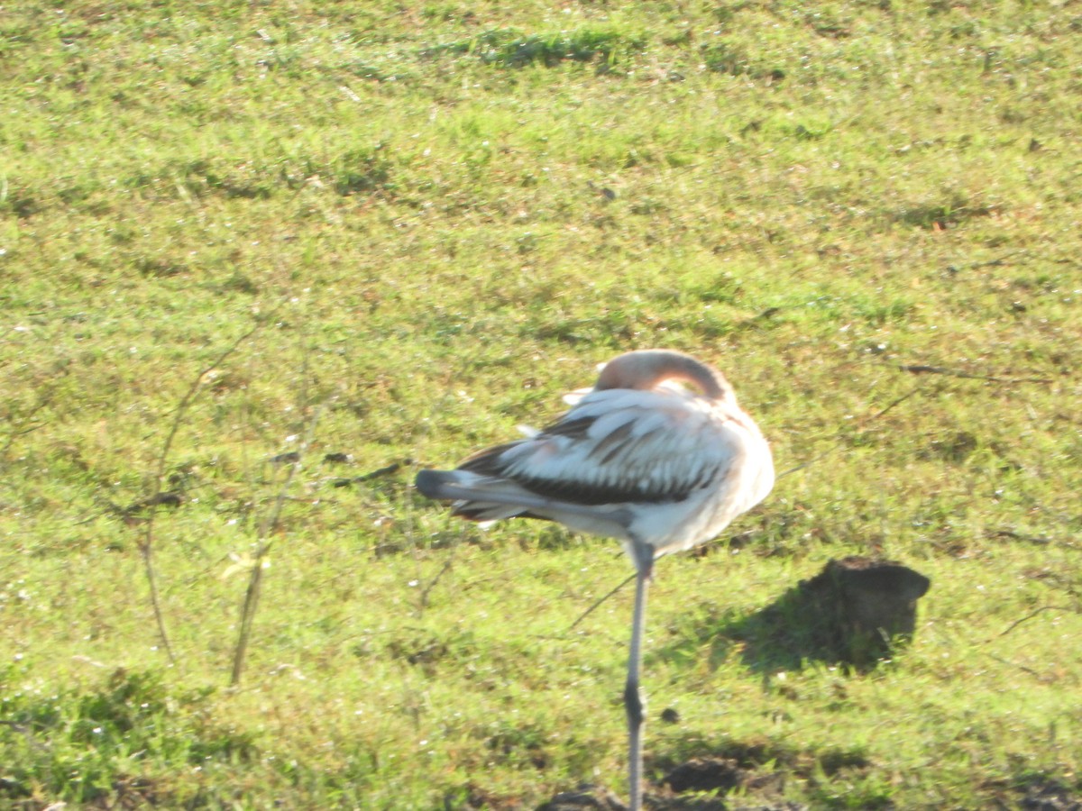 American Flamingo - ML647473430