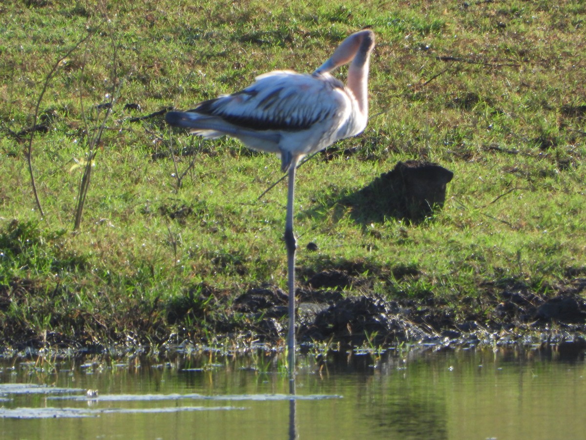 American Flamingo - ML647473431