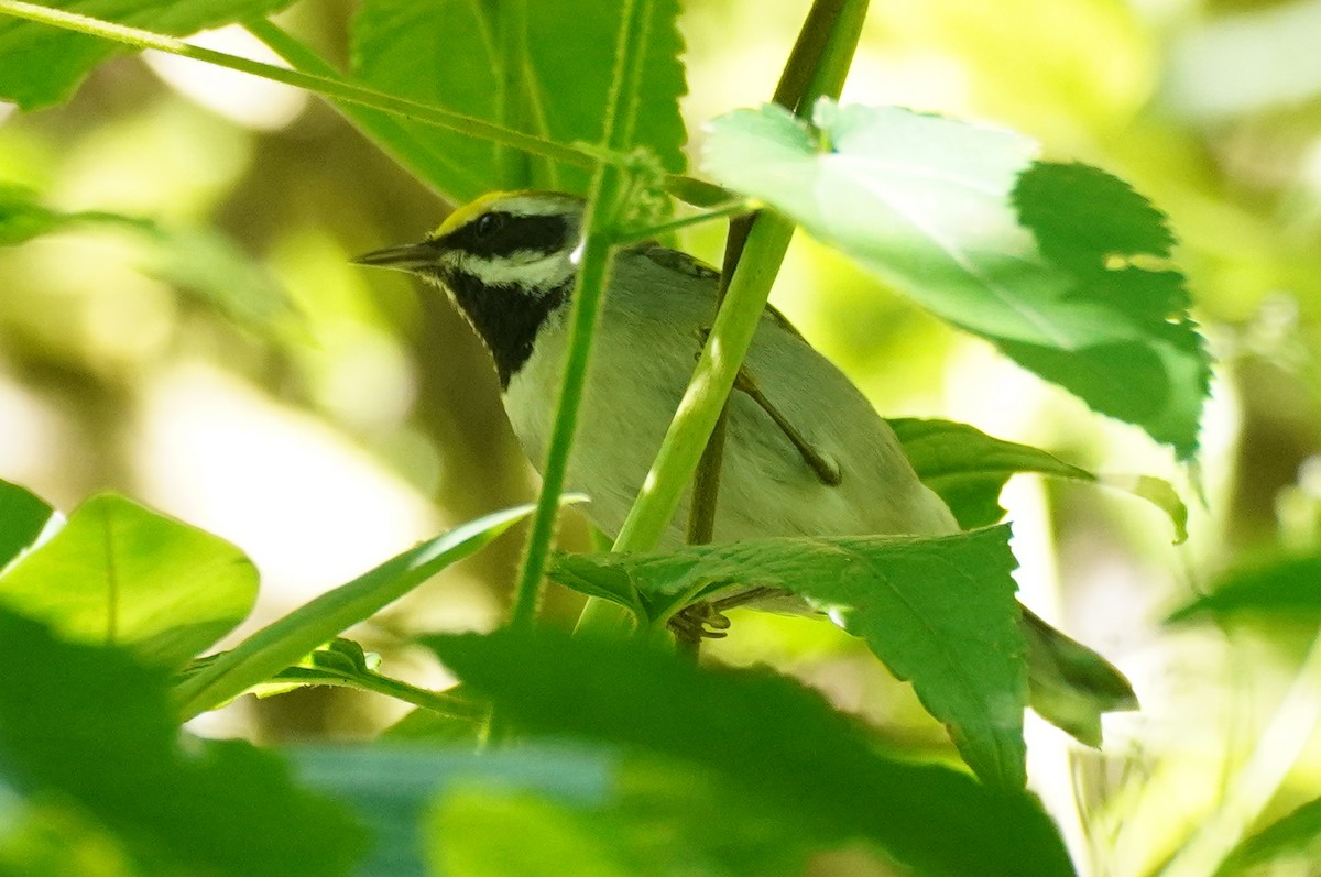 Golden-winged Warbler - ML647473446