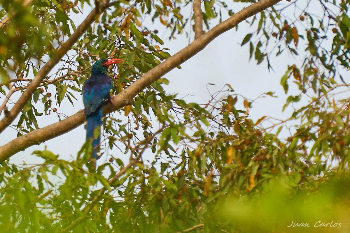 Green Woodhoopoe - ML647473465