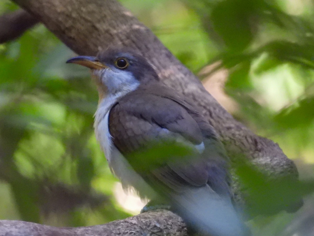 Yellow-billed Cuckoo - ML647473473