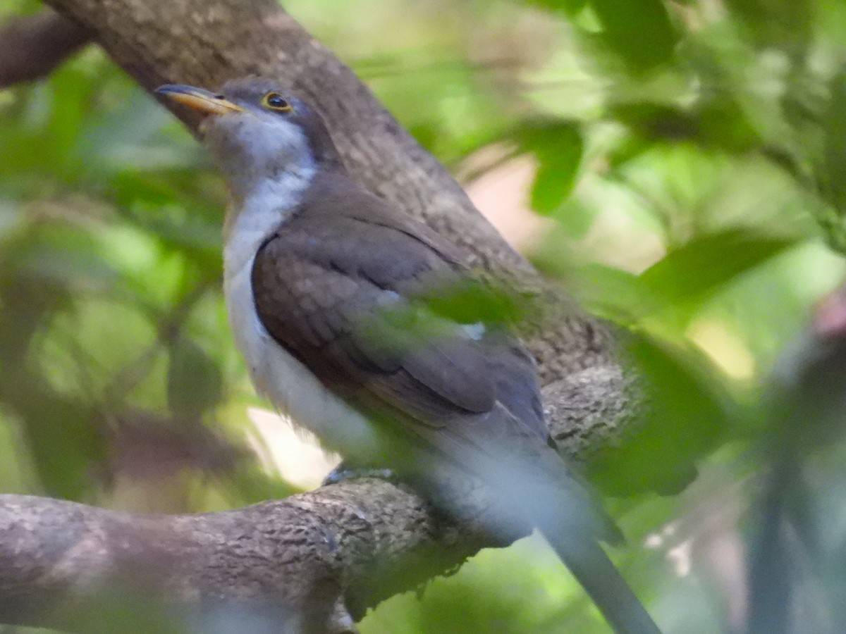 Yellow-billed Cuckoo - ML647473474