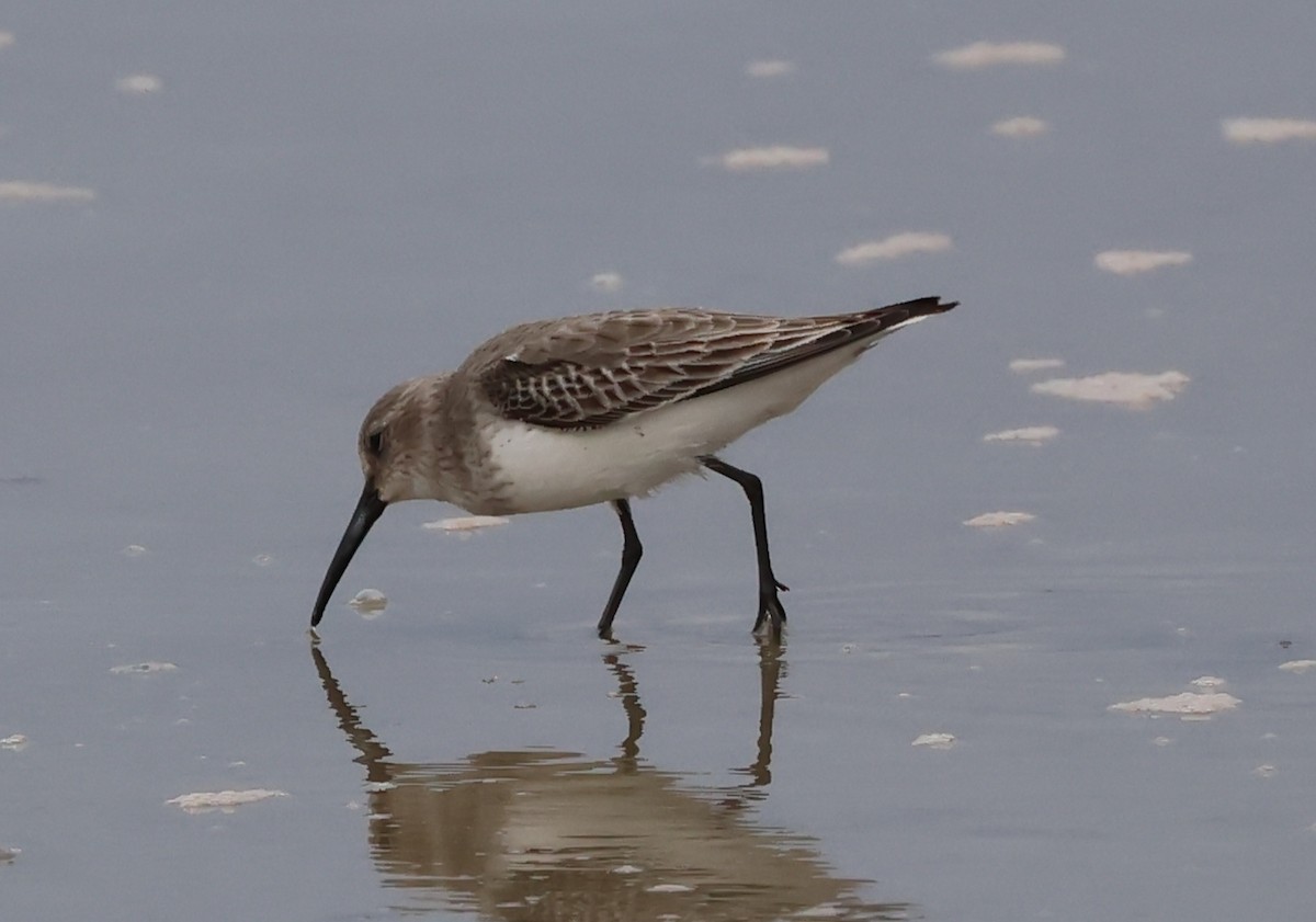 Dunlin - ML647473482