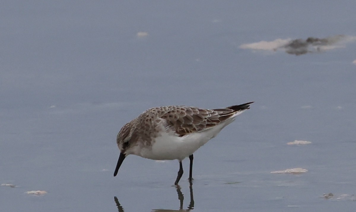 Küçük Kumkuşu - ML647473519