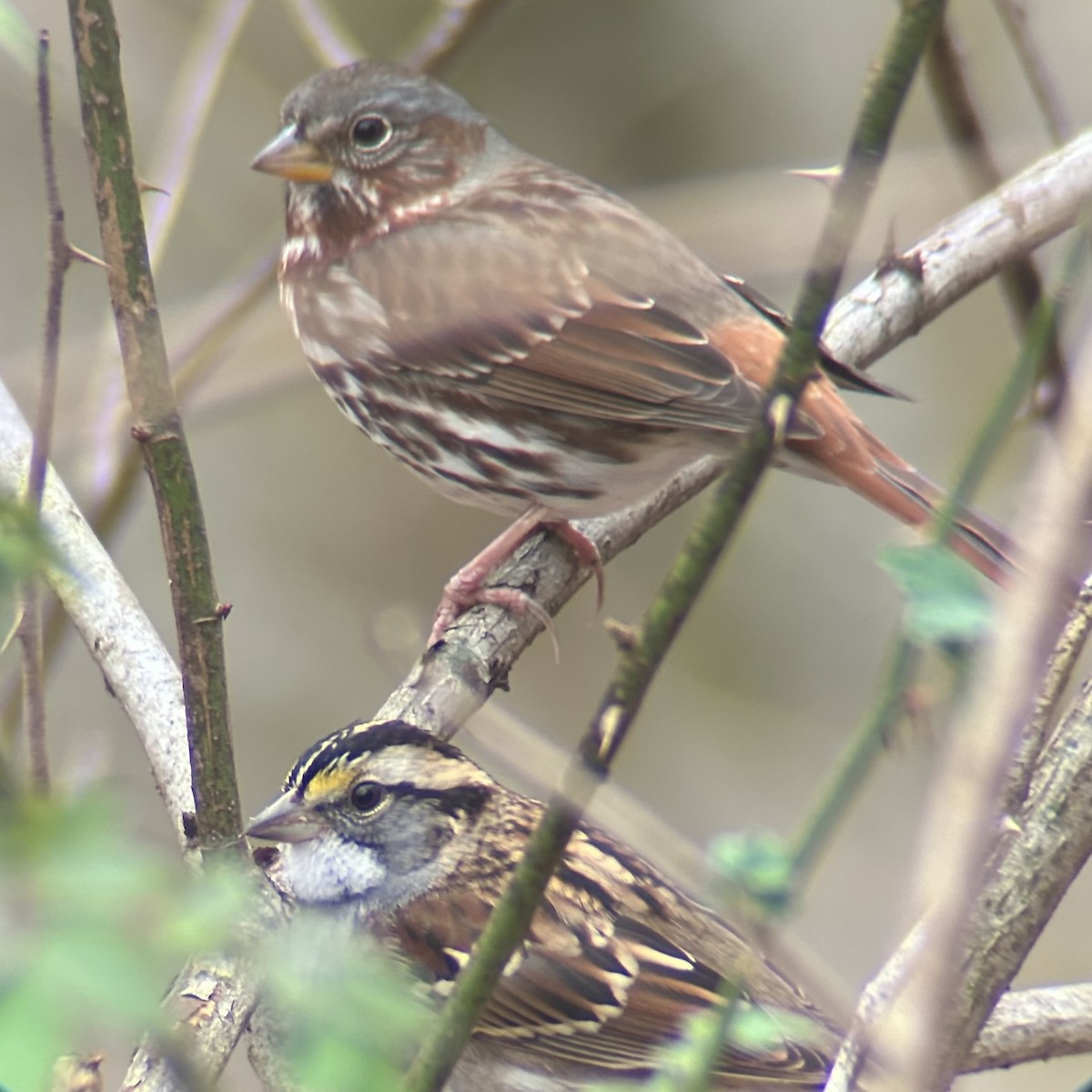 Fox Sparrow (Red) - ML647473534