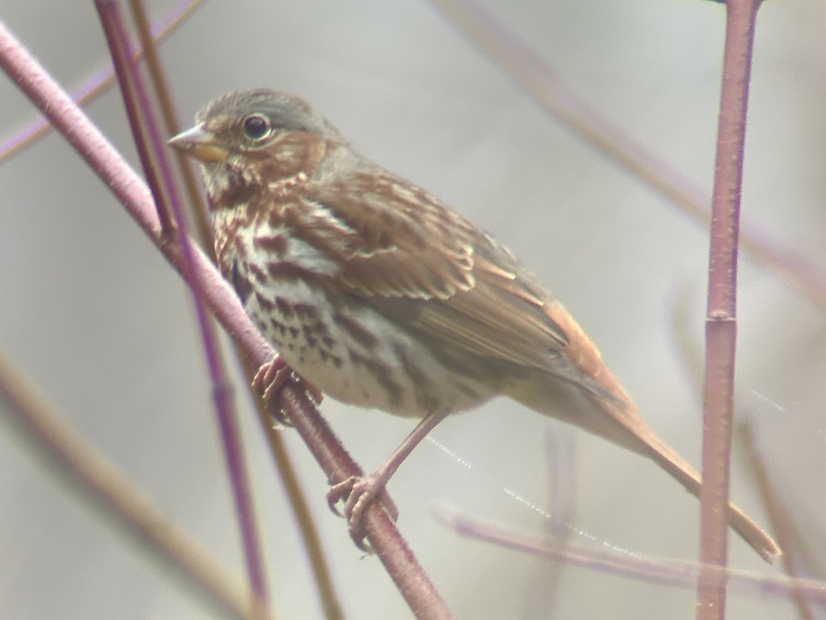 Fox Sparrow (Red) - ML647473535