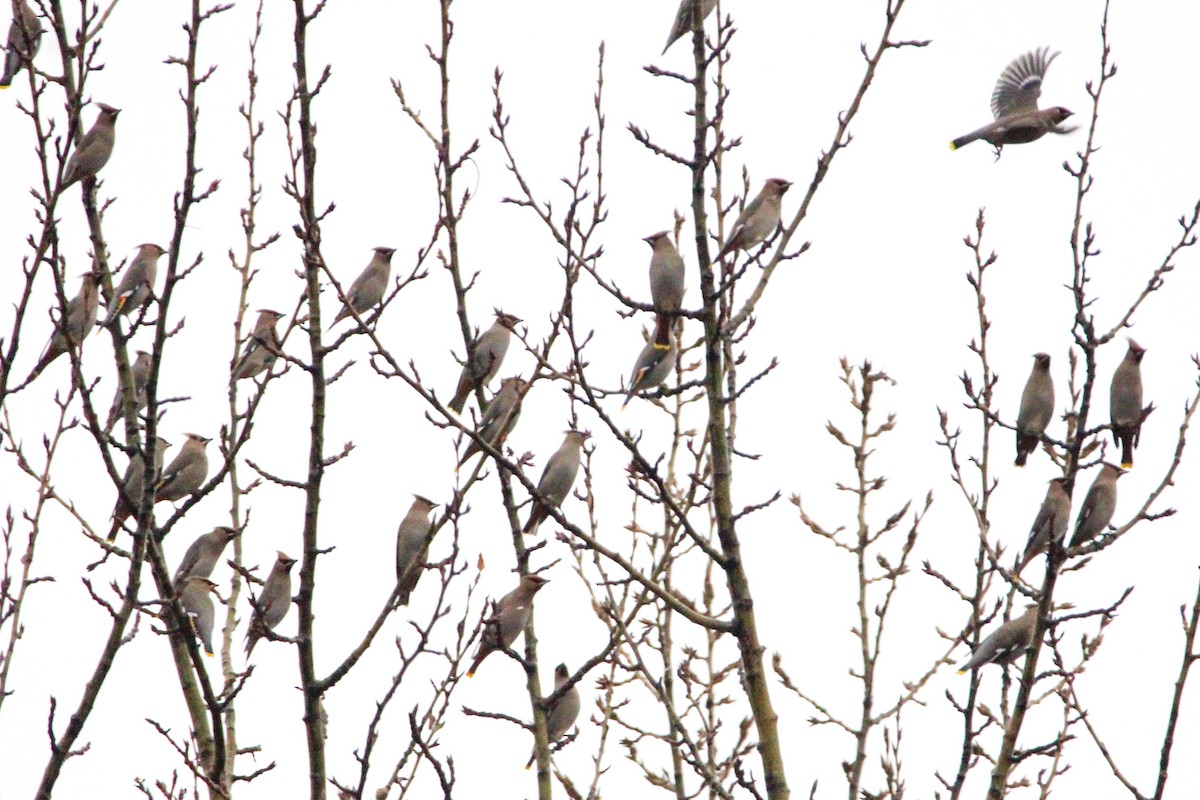 黃連雀 - ML647473538