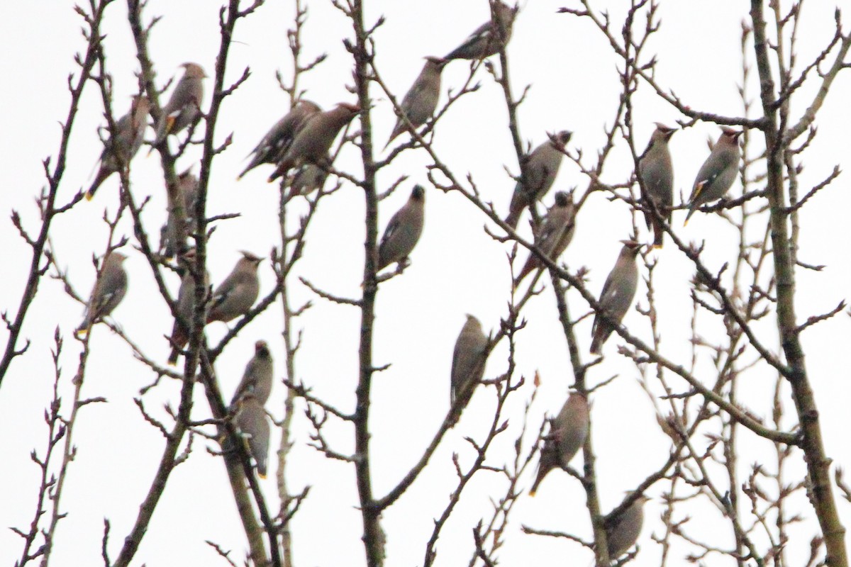 黃連雀 - ML647473552