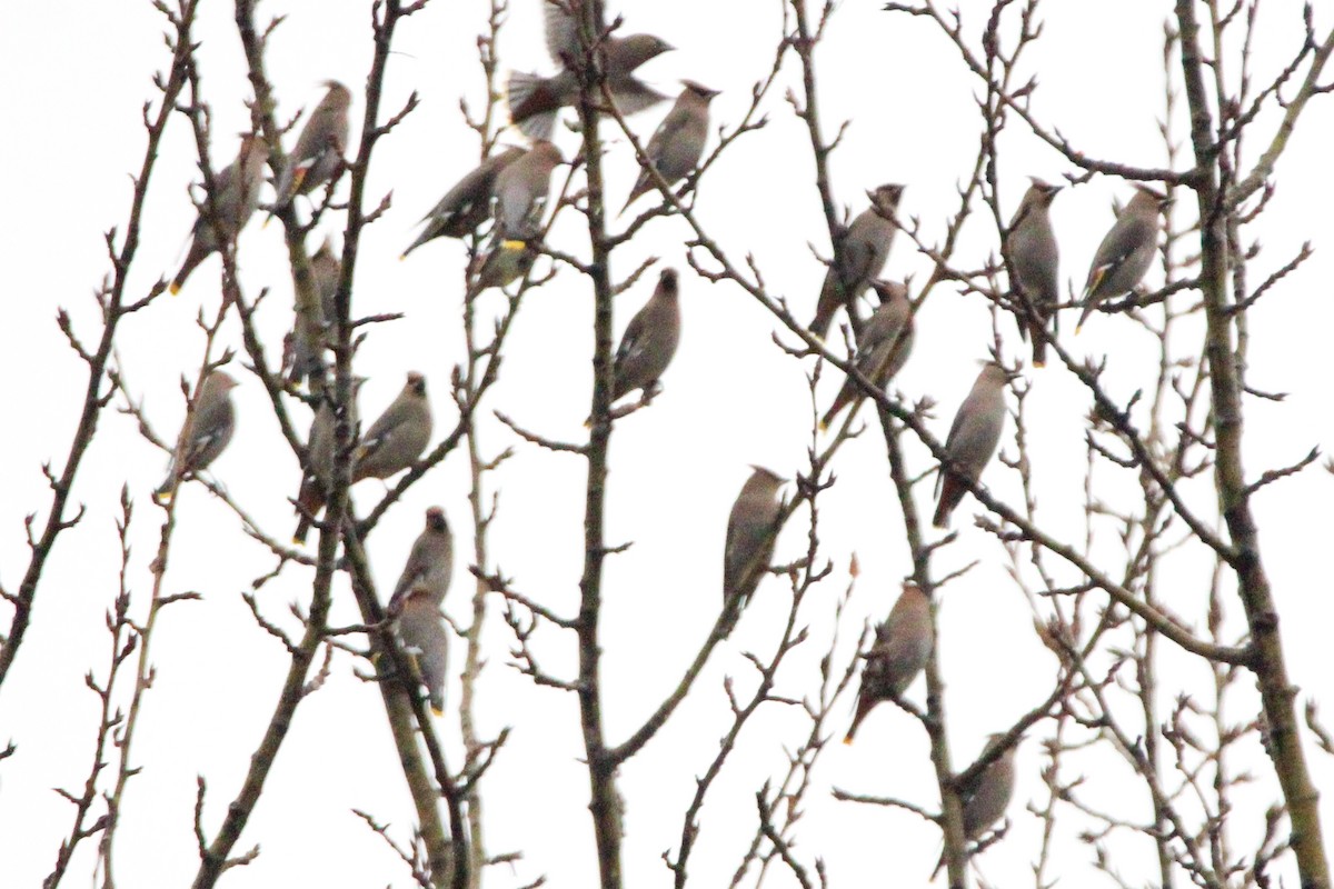 黃連雀 - ML647473553