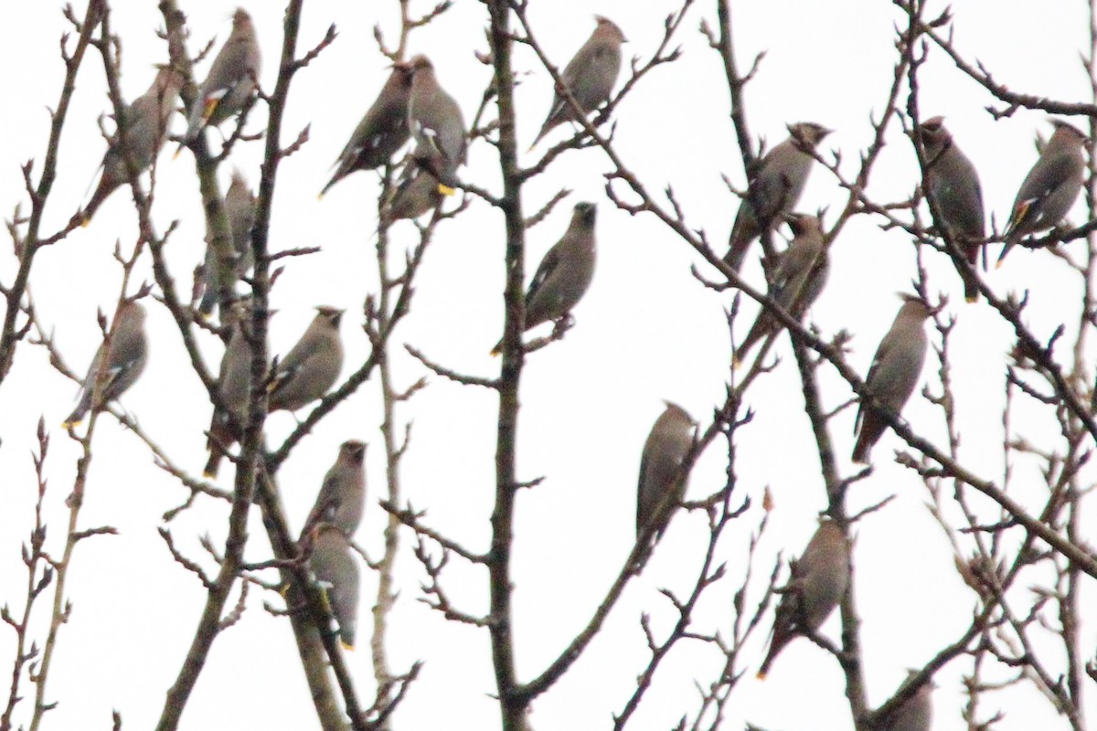 黃連雀 - ML647473561