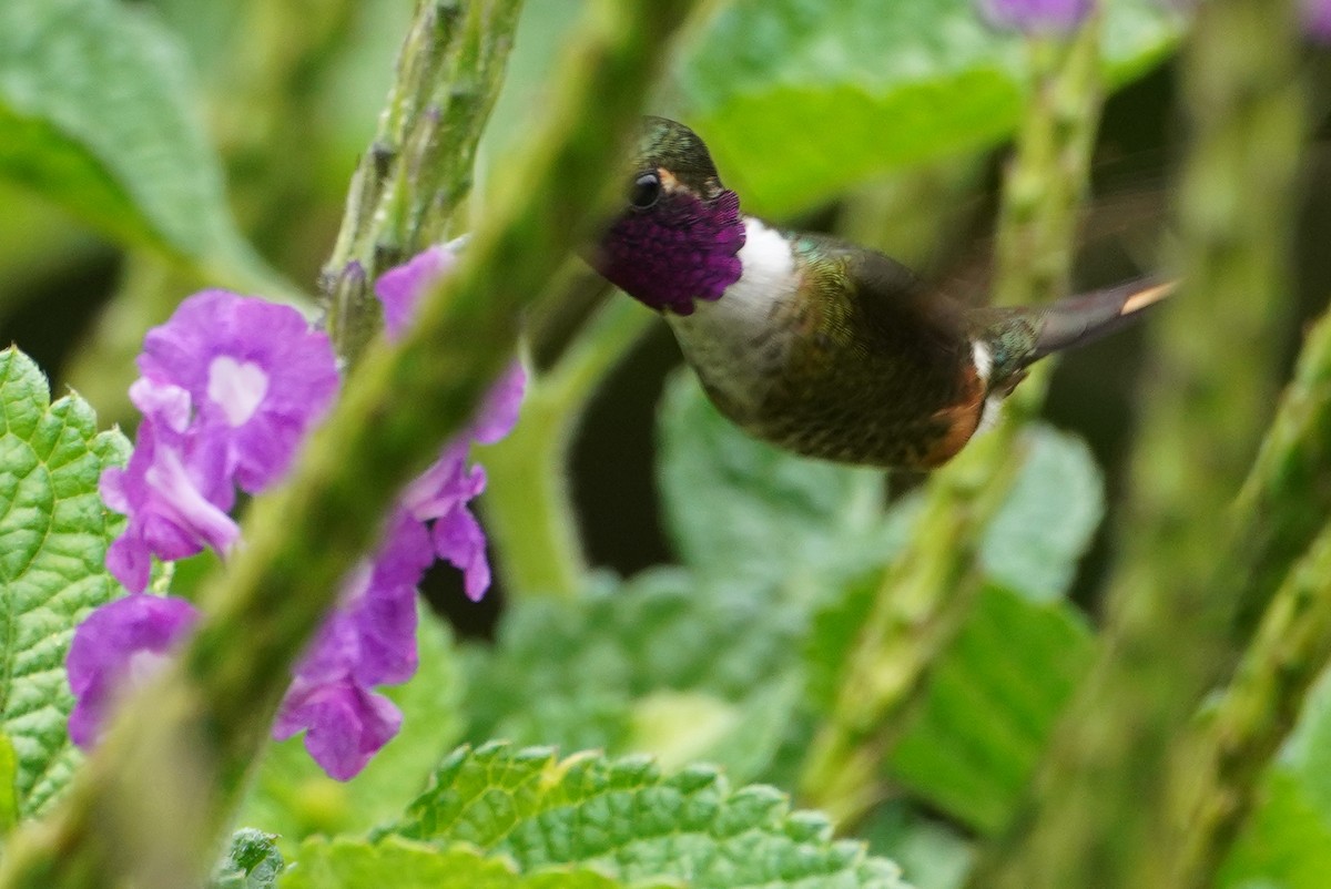 Magenta-throated Woodstar - ML647473568