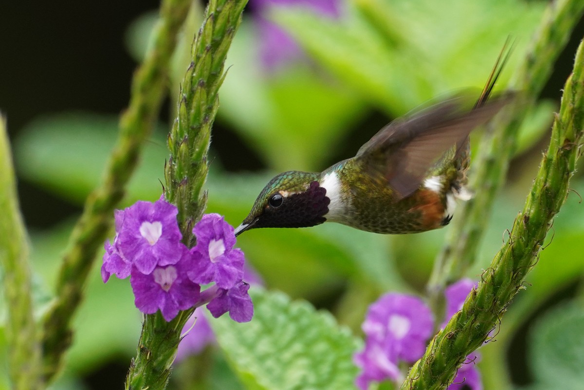 Magenta-throated Woodstar - ML647473569