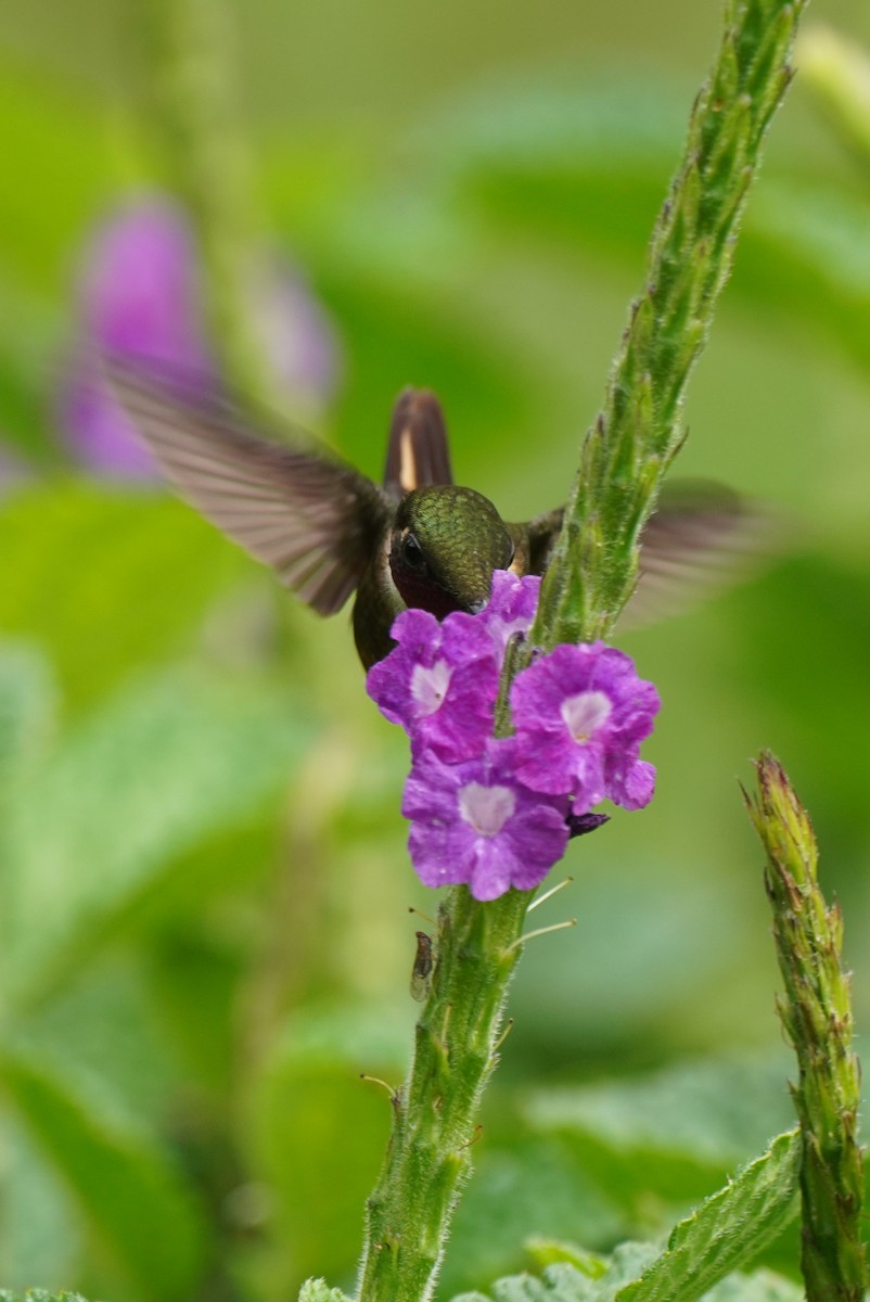 Magenta-throated Woodstar - ML647473571