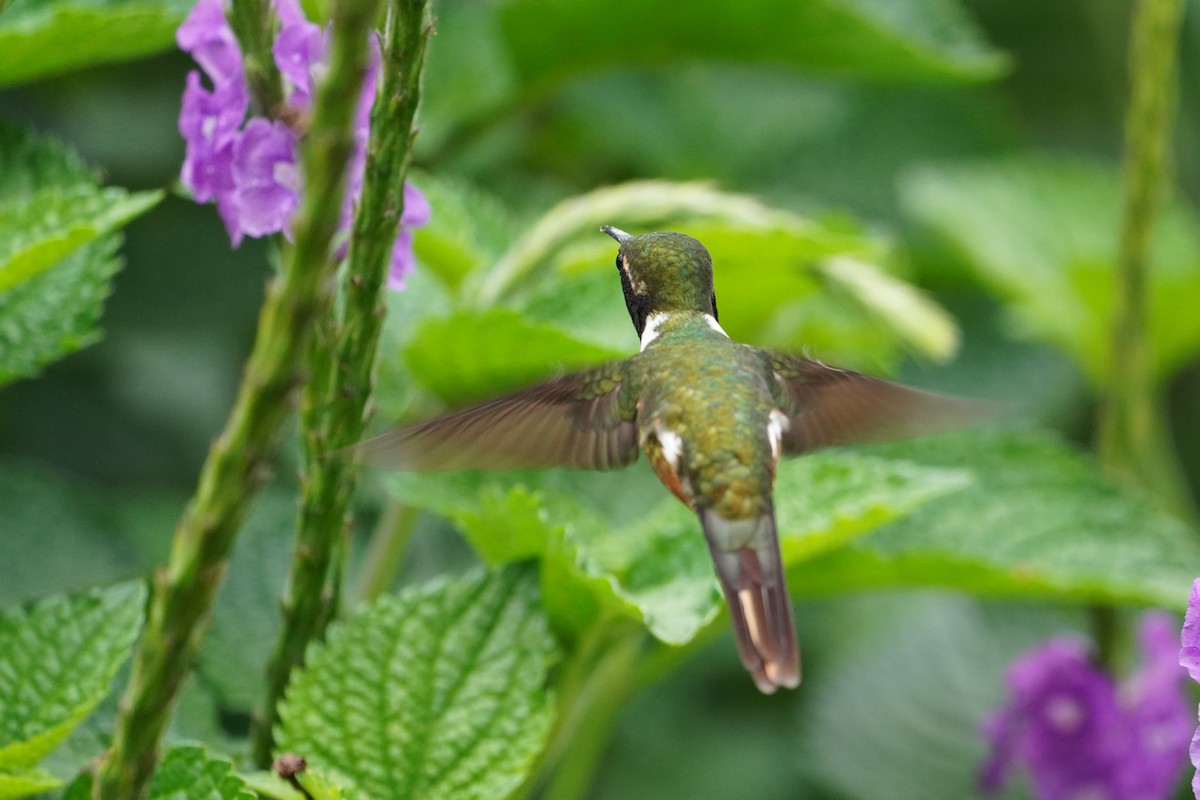 Magenta-throated Woodstar - ML647473575