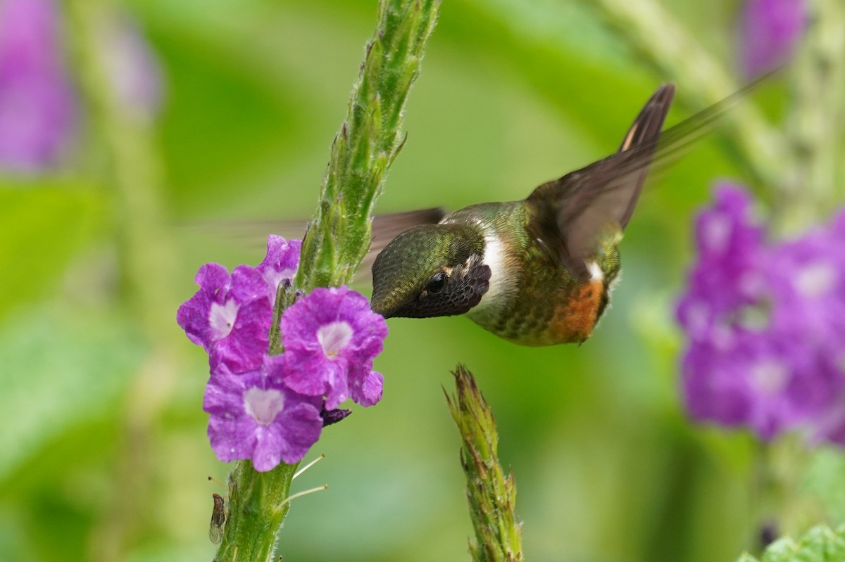 Magenta-throated Woodstar - ML647473579