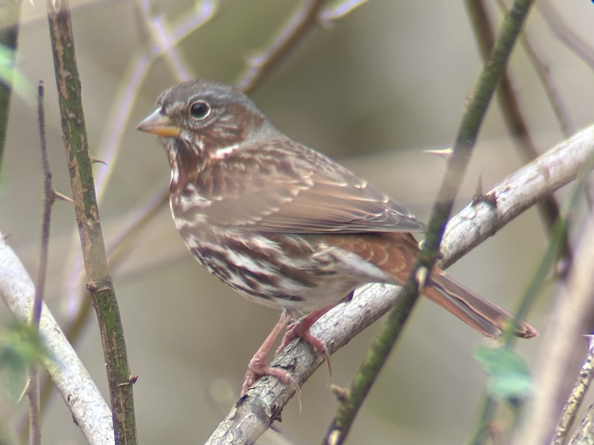 Fox Sparrow (Red) - ML647473582