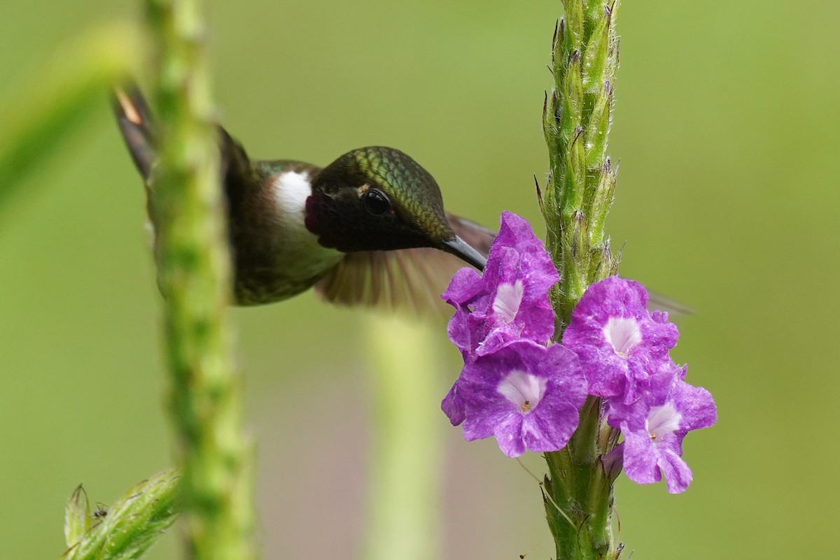 Magenta-throated Woodstar - ML647473583