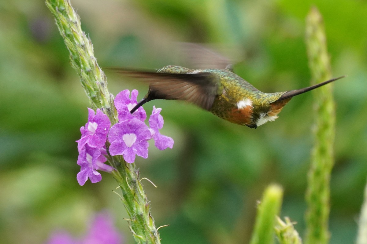 Magenta-throated Woodstar - ML647473584