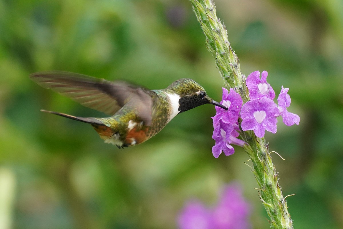 Magenta-throated Woodstar - ML647473586