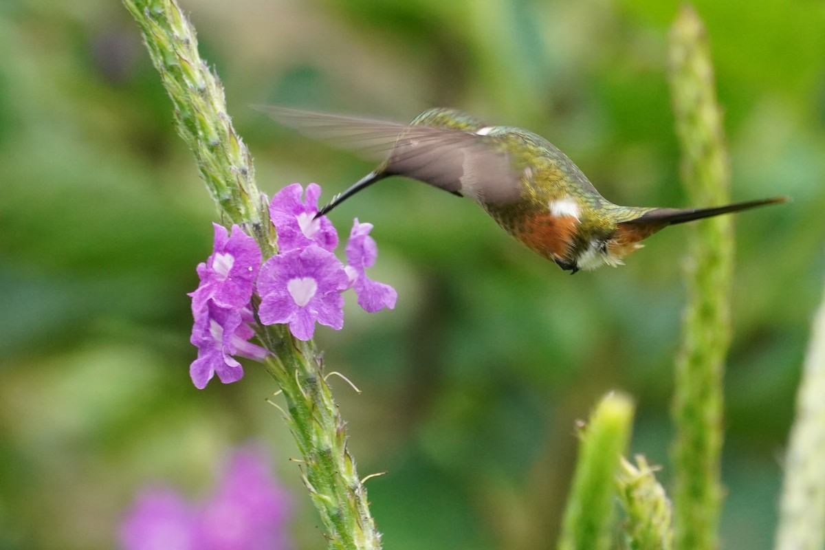 Magenta-throated Woodstar - ML647473592