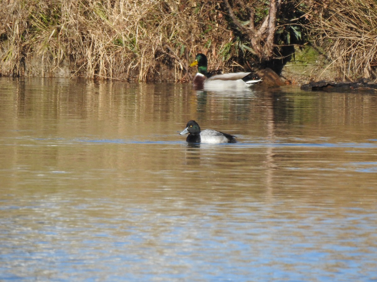 Lesser Scaup - ML647473593