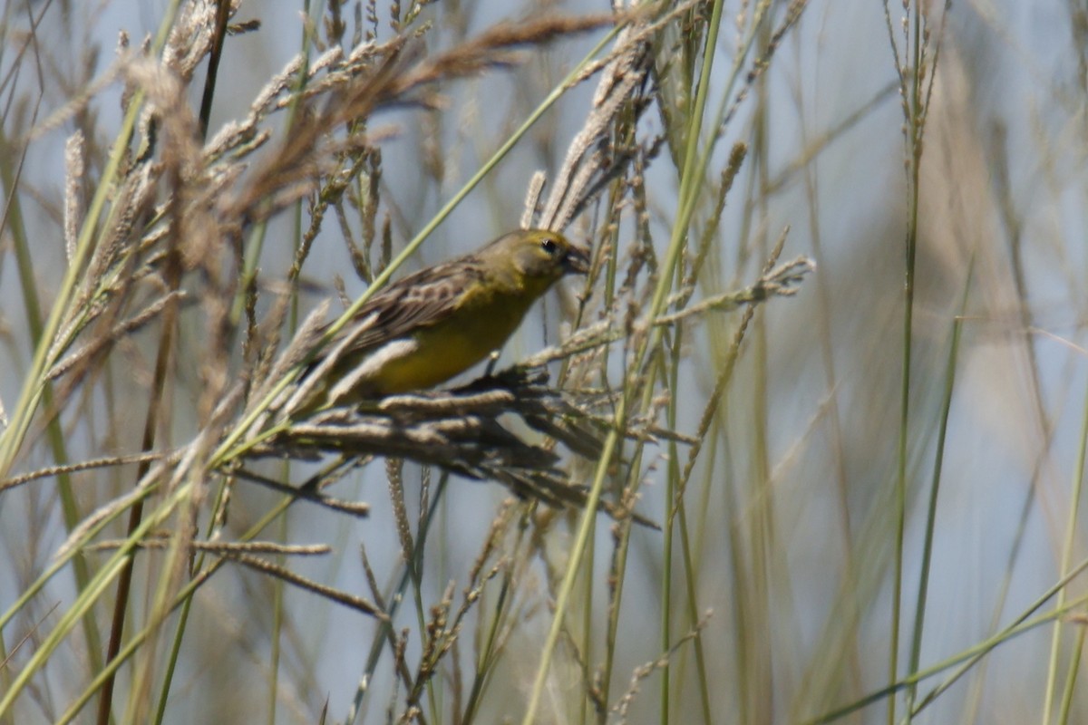 Grassland Yellow-Finch - ML647473603