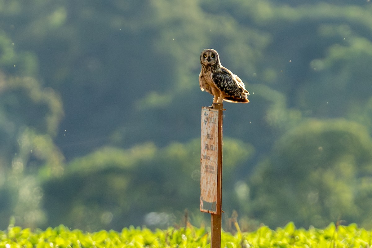 Short-eared Owl - ML647473649