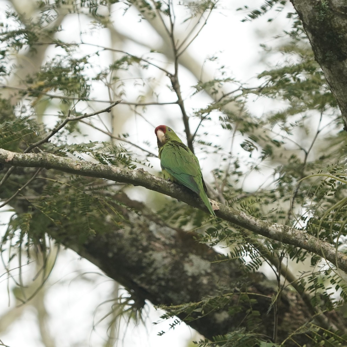 Scarlet-fronted Parakeet - ML647473658