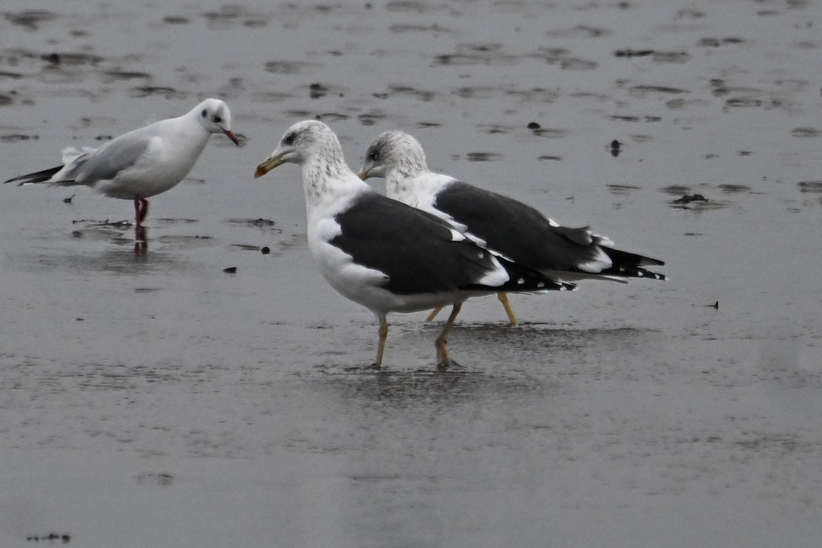 Kaio iluna - ML647473665