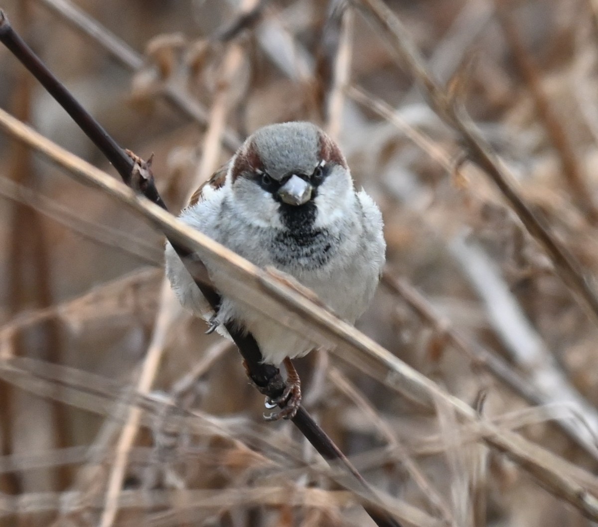 דרור הבית - ML647473678