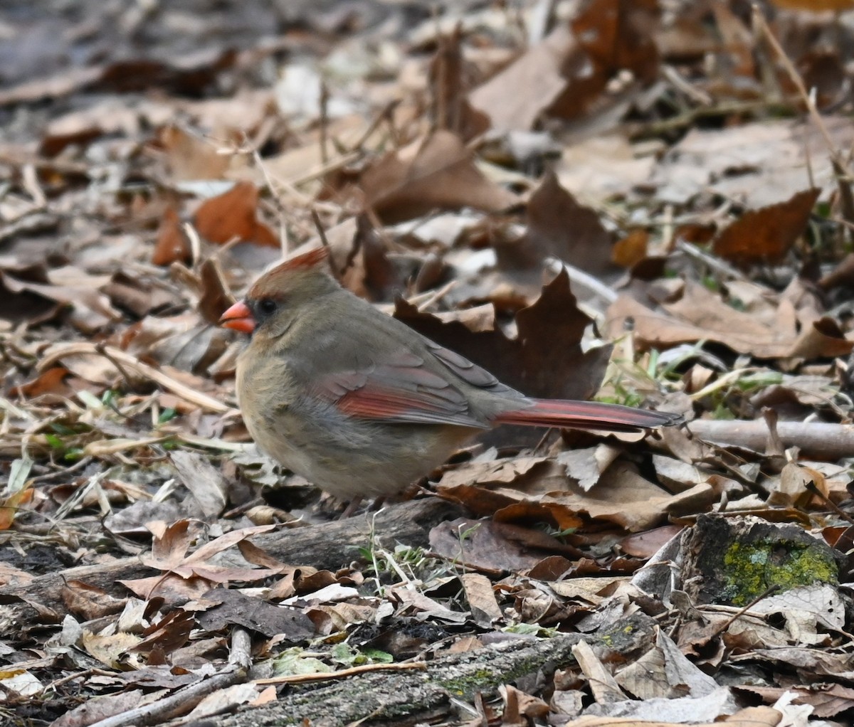 קרדינל צפוני - ML647473679