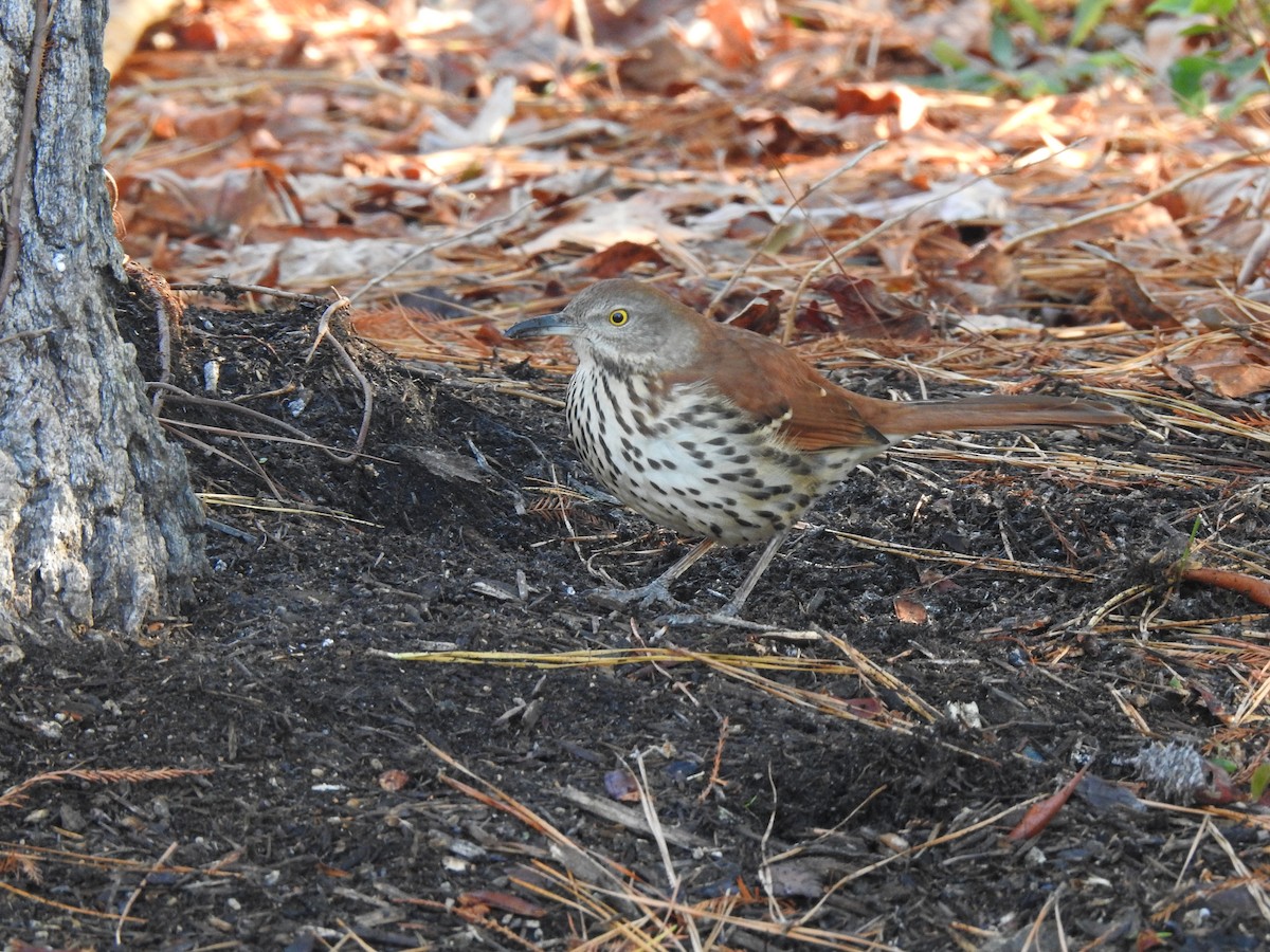 Brown Thrasher - ML647473683