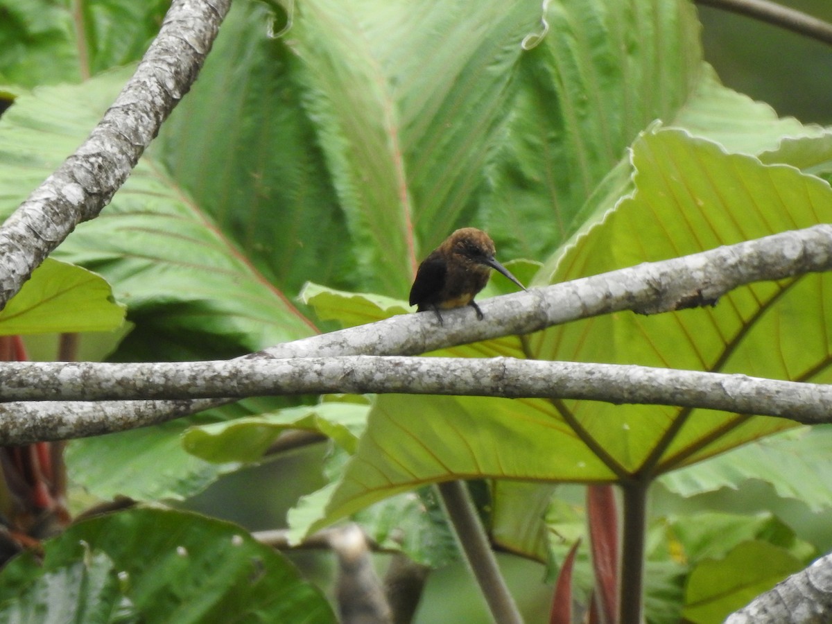Brown Jacamar - ML647473685