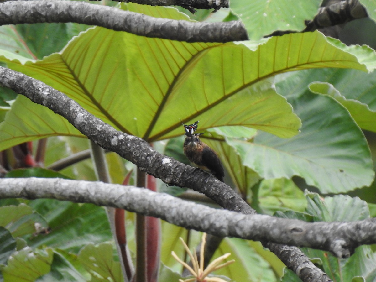 Brown Jacamar - ML647473686