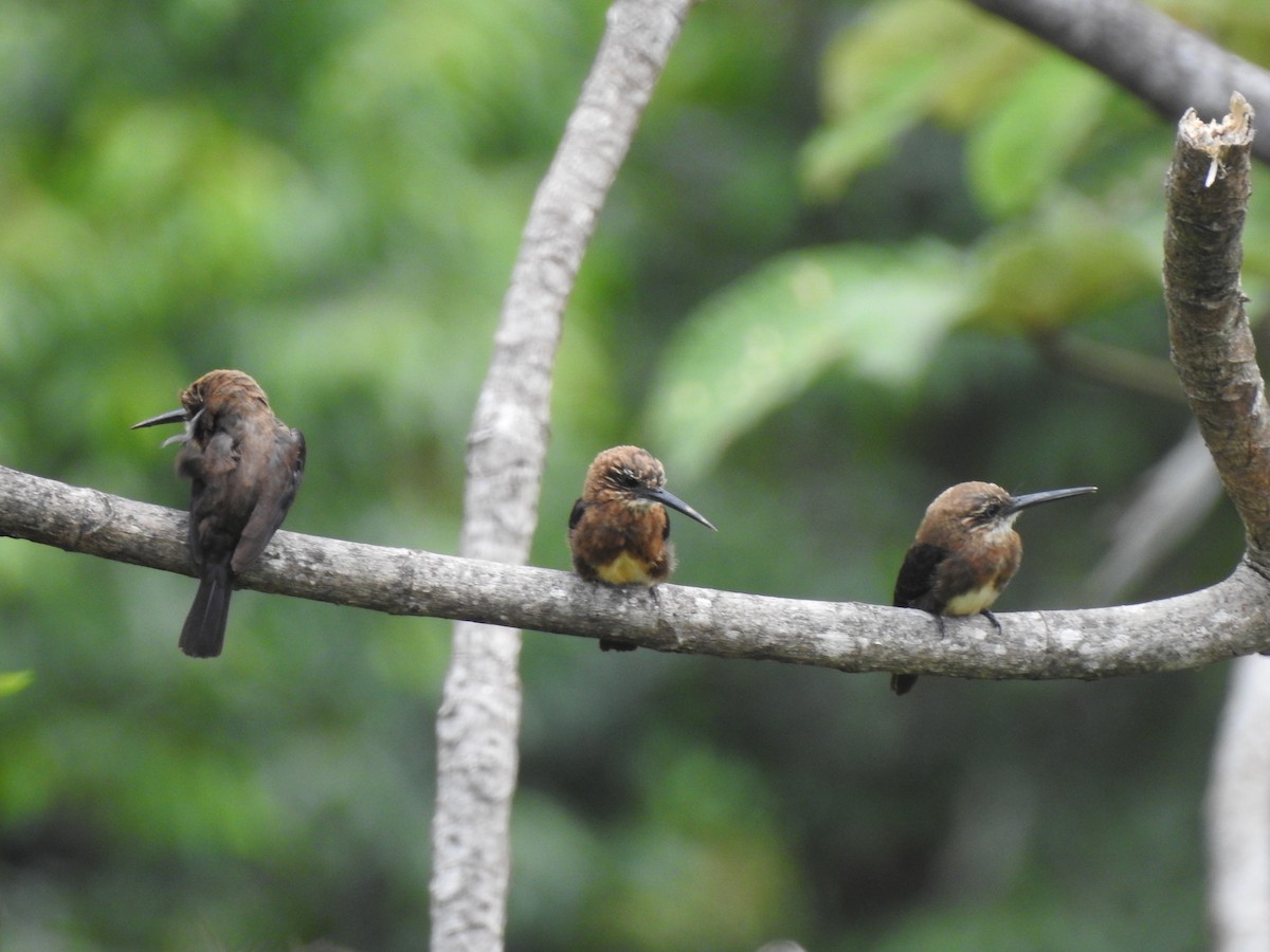 Brown Jacamar - ML647473687