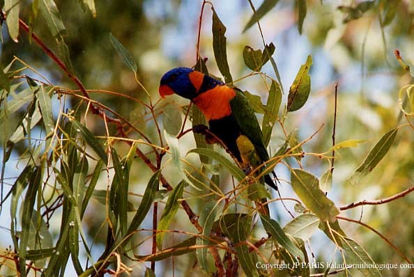 Red-collared Lorikeet - ML647473704