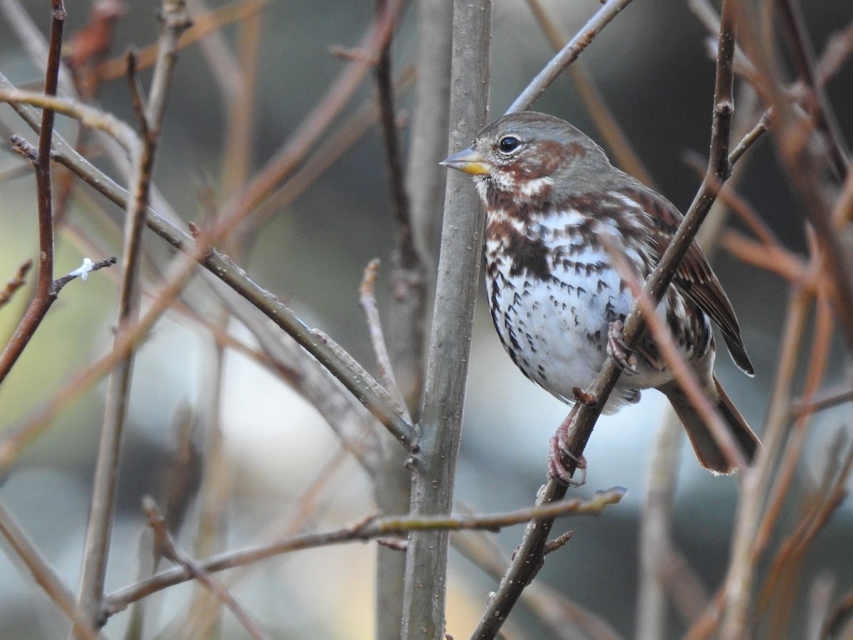 Fox Sparrow - ML647473736