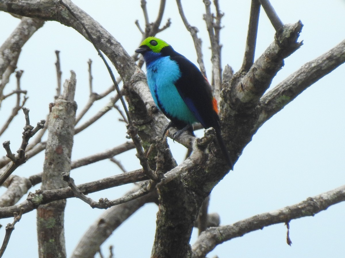 Paradise Tanager - ML647473737