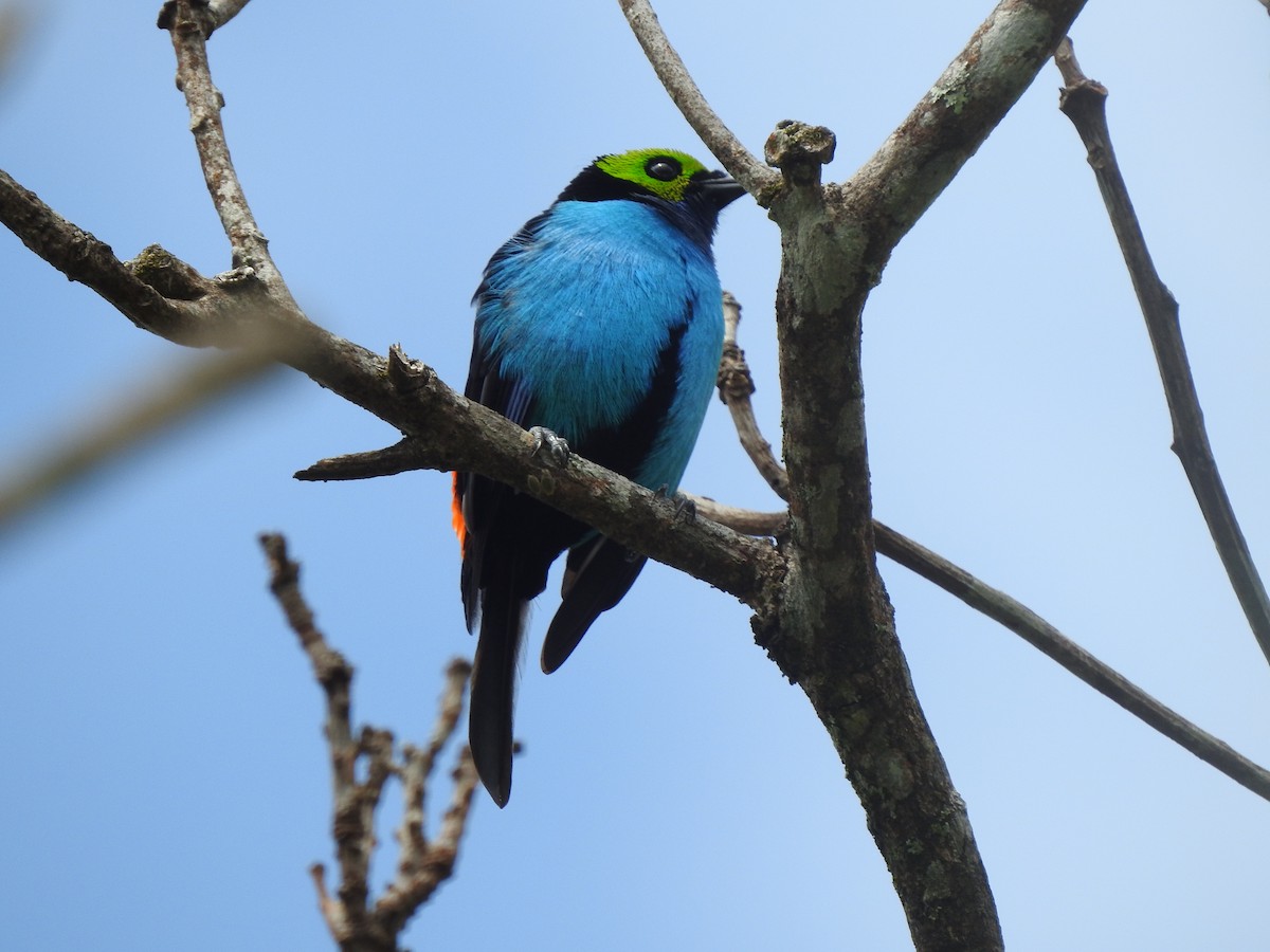 Paradise Tanager - ML647473738