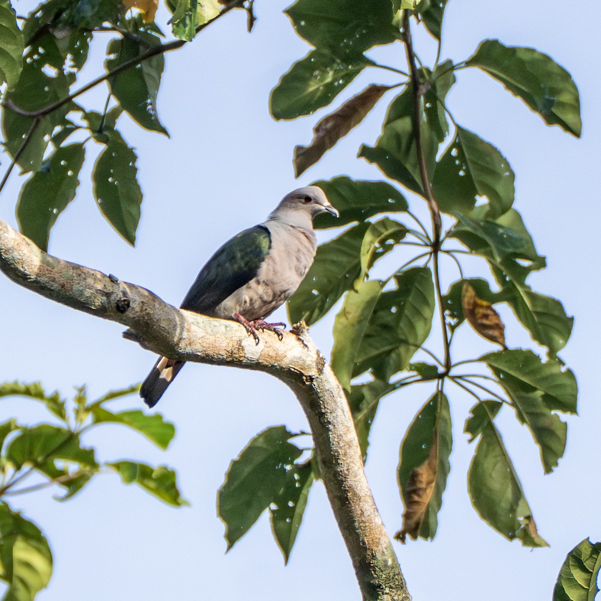 Green Imperial-Pigeon - ML647473740