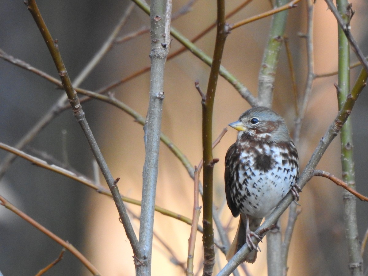 Fox Sparrow - ML647473745