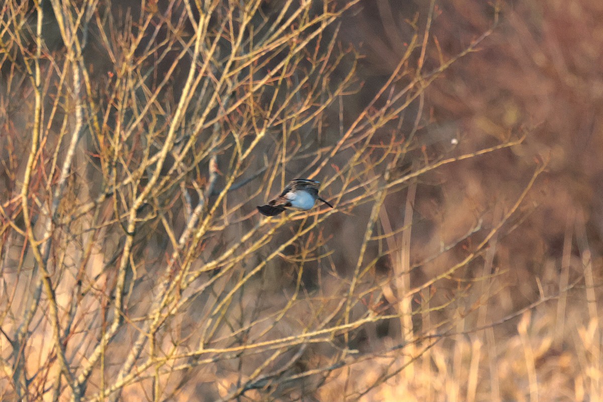 Jack Snipe - ML647473757