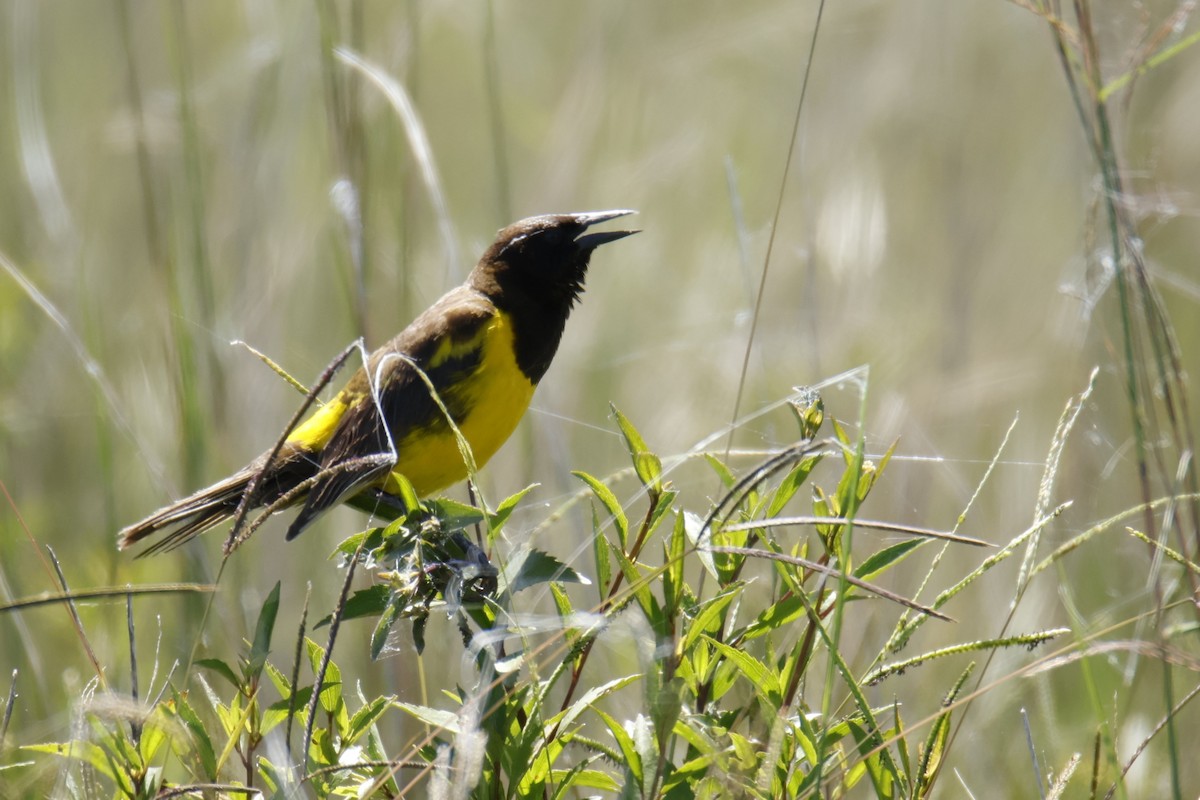 Yellow-rumped Marshbird - ML647473782