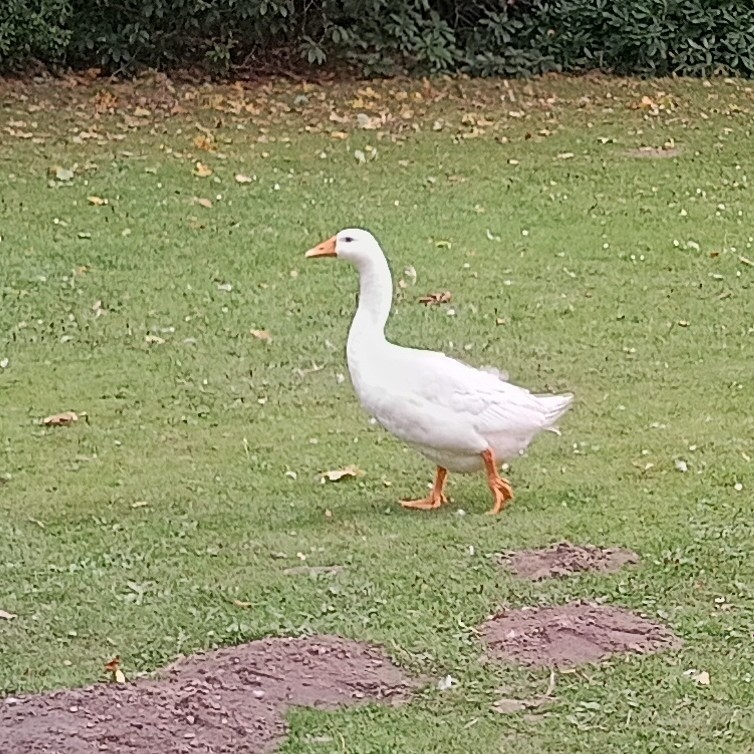 灰雁(馴化) - ML647473793