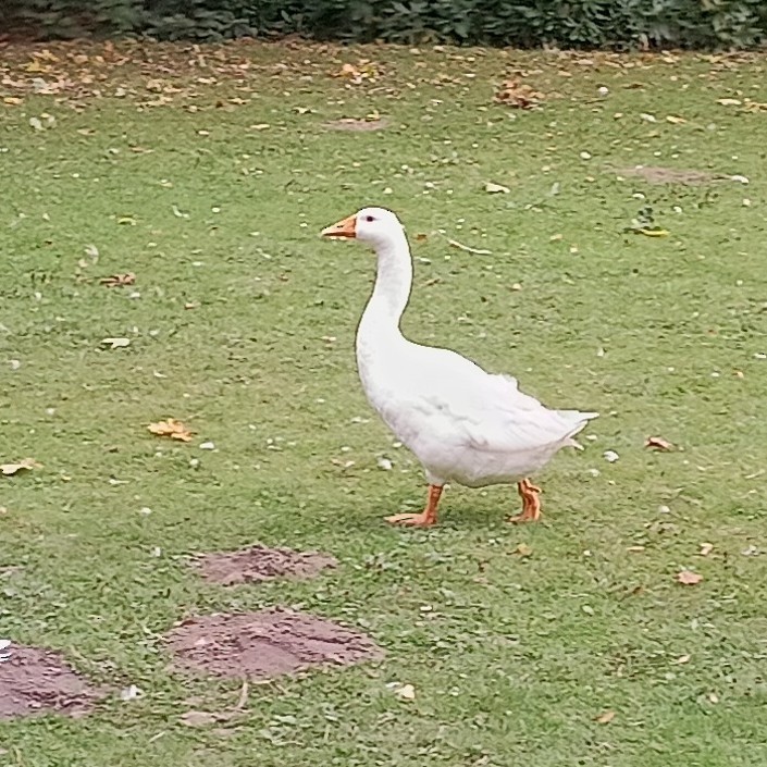 灰雁(馴化) - ML647473798